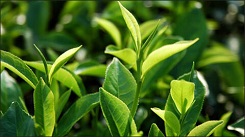 Đập tan mối lo chè xanh ngậm hóa chất khi sử dụng tem truy xuất nguồn gốc