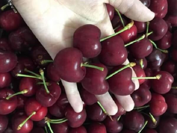 Cherry-My-qua-cang-mong-deu-size