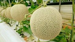 Phân biệt dưa lưới như thế nào là chuẩn nhất?