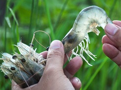 Lối thoát cho ngành nuôi trồng tôm