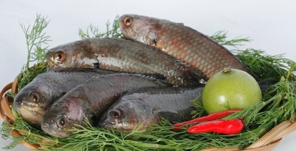 Dấu hiệu phân biệt cá sạch - bẩn bạn nên biết Dấu hiệu phân biệt cá sạch - bẩn bạn nên biết