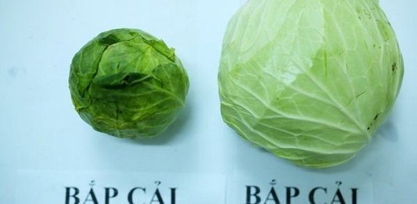 Nhận biết bắp cải Trung Quốc Nhận biết bắp cải Trung Quốc