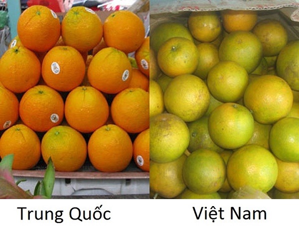 Rau củ quả Trung Quốc tràn lan thị trường Việt Rau củ quả Trung Quốc tràn lan thị trường Việt