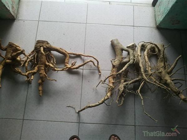 Cấu tạo cây Cấu tạo cây