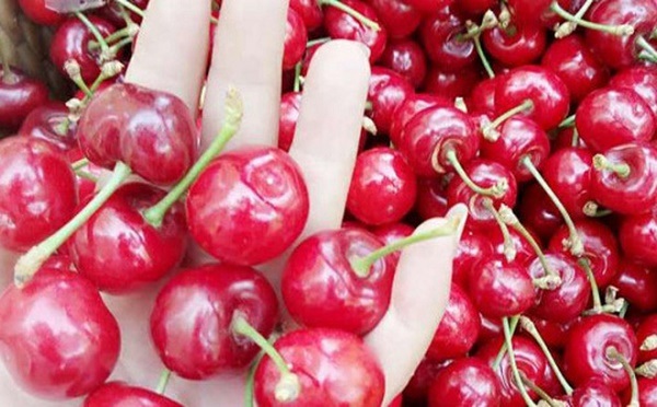 Phân biệt cherry Trung Quốc và cherry nhập khẩu