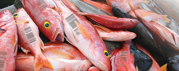 dan-tem-cho-hai-san-de-dam-bao-chat-luong