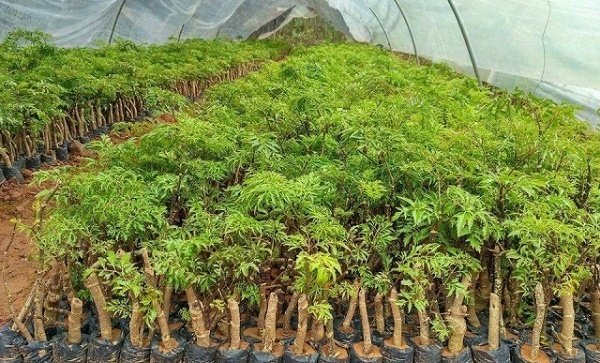 Nhận biết đinh lăng chất lượng như thế nào? Nhận biết đinh lăng chất lượng như thế nào?