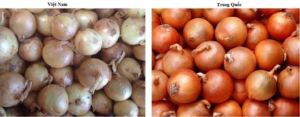 Nhận biết hành tây Trung Quốc Nhận biết hành tây Trung Quốc