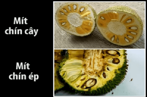 Phân biệt thực phẩm hữu cơ và thông thường qua mùi vị Phân biệt thực phẩm hữu cơ và thông thường qua mùi vị