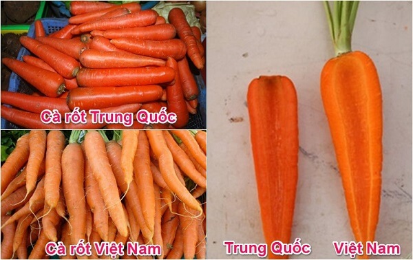 phan-biet-ca-rot-Trung-Quoc-va-Da-Lat