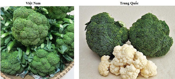 Nhận biết súp lơ Trung Quốc và Việt Nam