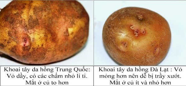 Nhận biết qua vỏ khoai