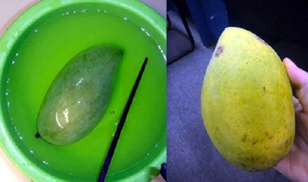 xoai-ngam-thuoc-kich-thich-doc-hai-cho-suc-khoe-con-nguoi